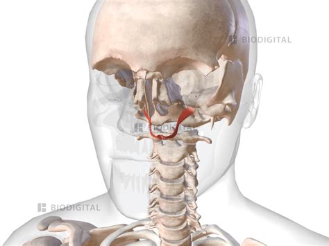 aufbau mundhöhle anatomie|m levator veli palatini.